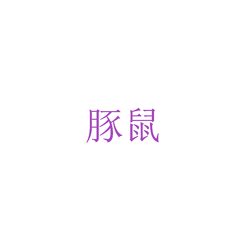 豚鼠