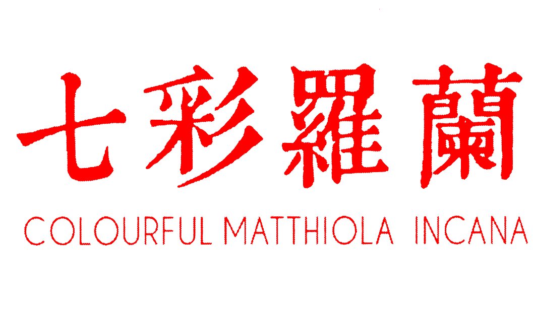 七彩罗兰 COLOURFUL MATTHIOLA INCANA